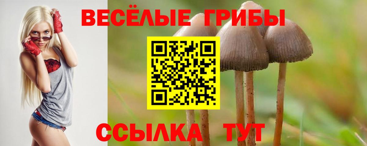 Псилоцибиновые грибы Psilocybine cubensis Елабуга